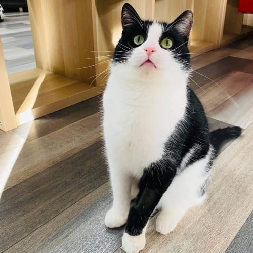 Kevin - Located in Sydenham