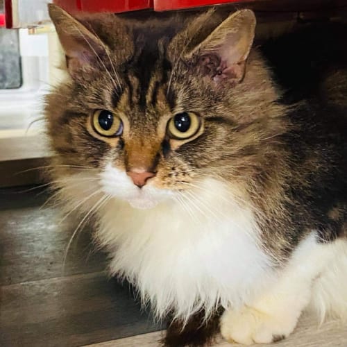 Gizmo - Meet me in Preston 