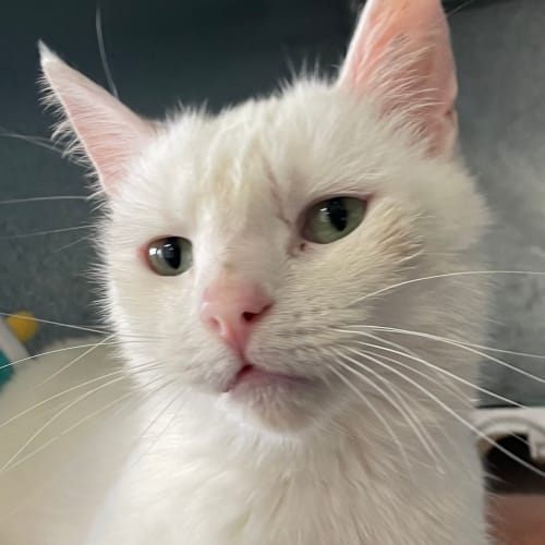 Coco