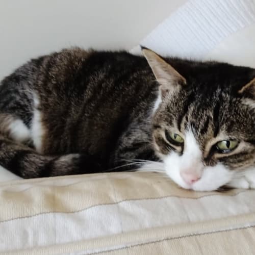 Missy - located in Preston 