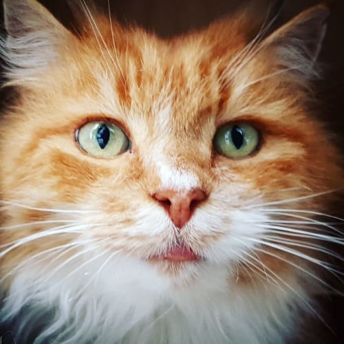 Merlin