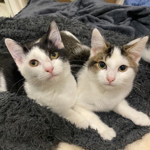 Mr Tippy & Bella Quattro
