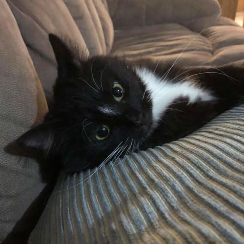 Luna (adoption Pending)