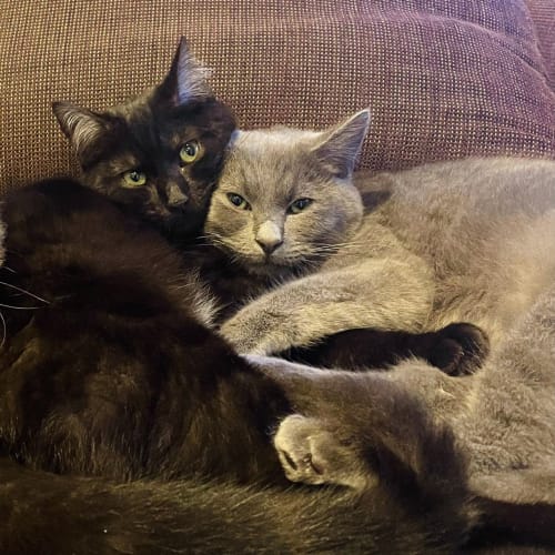 Dusty & Ned - located in Thornbury 