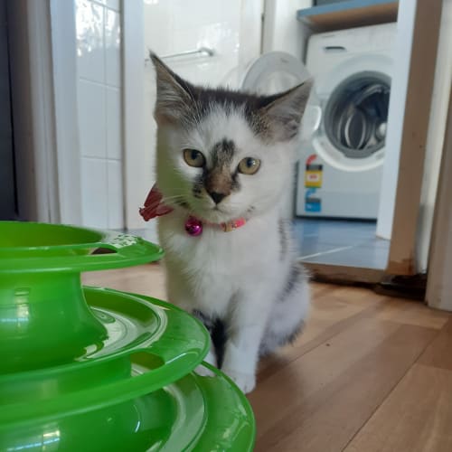 Letti 