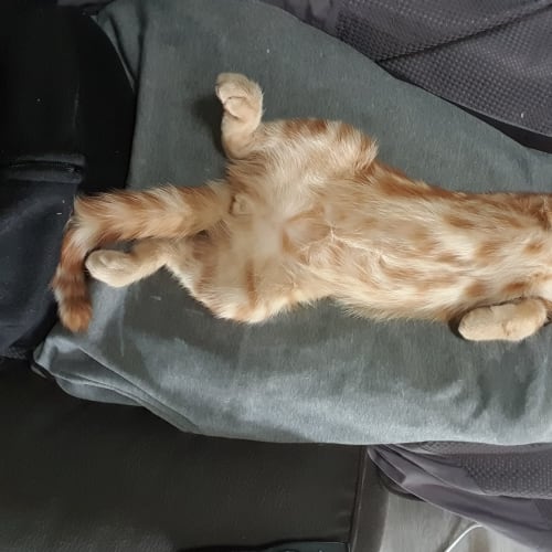 Spud