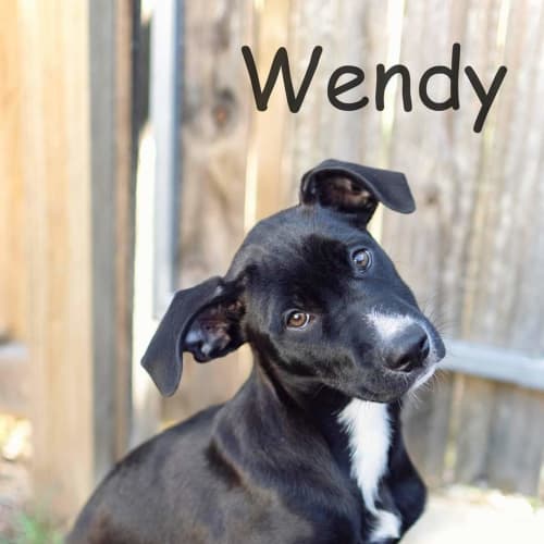 Wendy