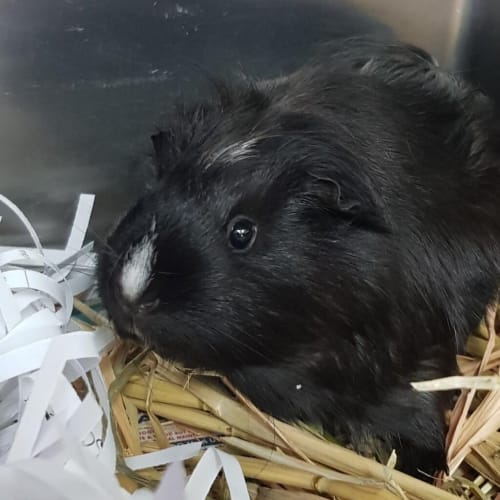 Poppy(adoption Pending)
