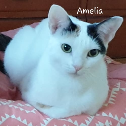 Amelia