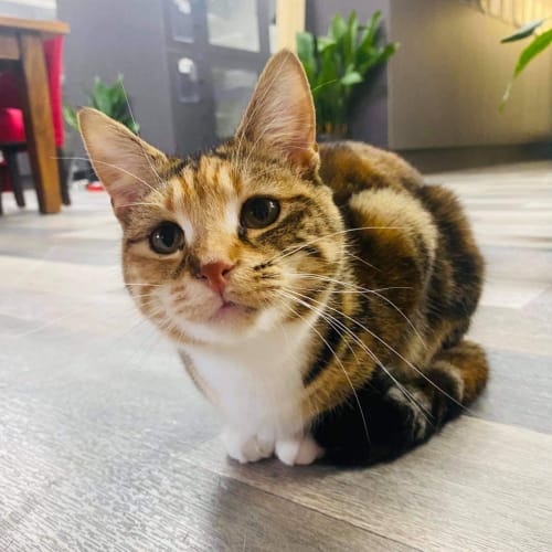 Lucy - meet me in Preston 