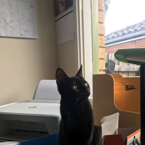 Pudding - meet me Preston 