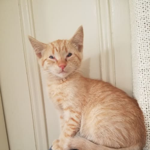 Marmalade 