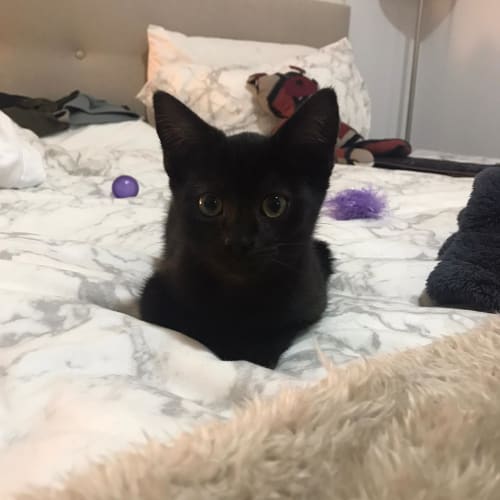 Pepper