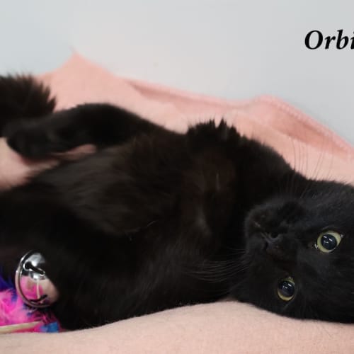 Orbital