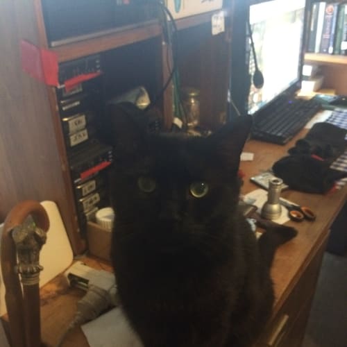 Shadow **2nd Chance Cat Rescue**