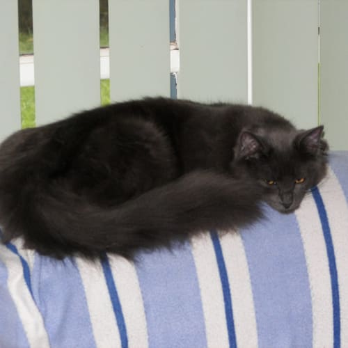 Dante **2nd Chance Cat Rescue**