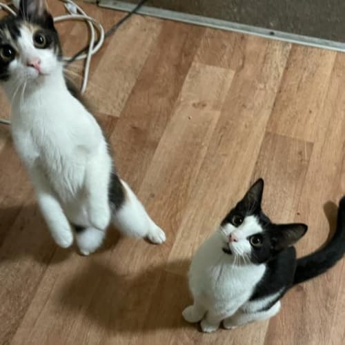 Angelina and Sophia