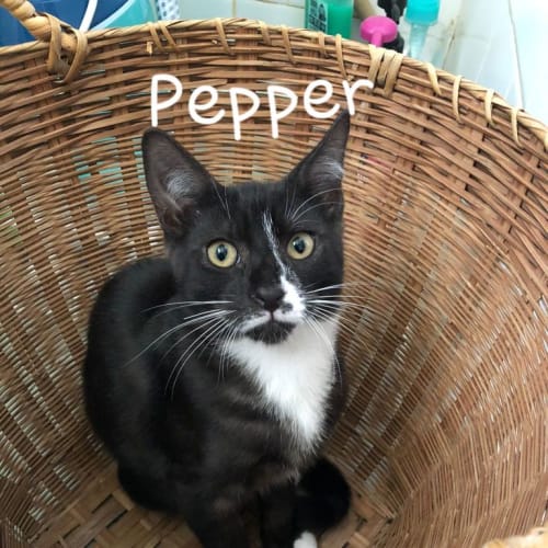 Pepper