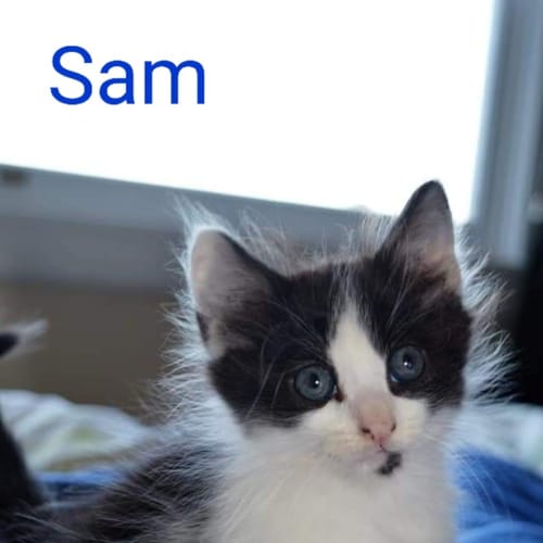 Sam