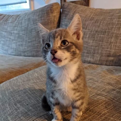 Squeak ~ 12 week old female (on trial 08/07/2021)