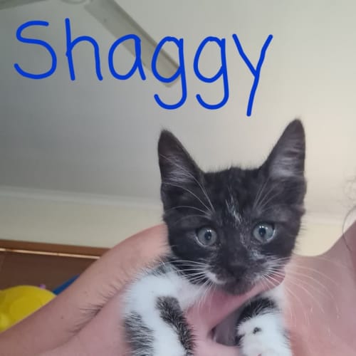 Shaggy