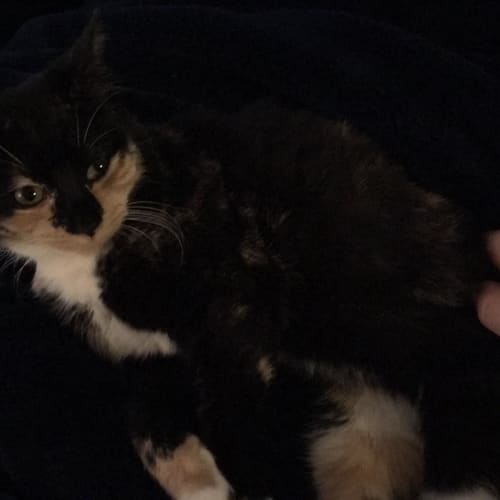 Jenny **2nd Chance Cat Rescue**