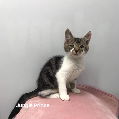 Jungle Prince