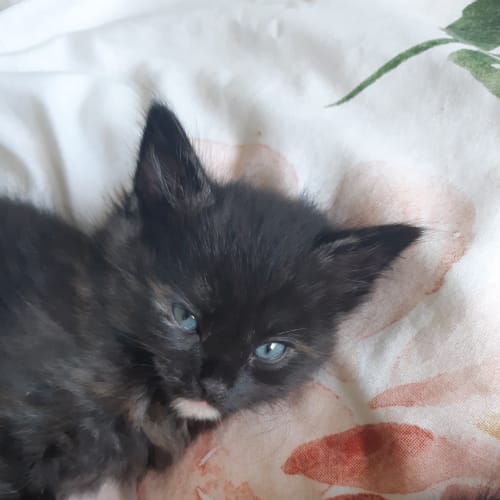 Amelia