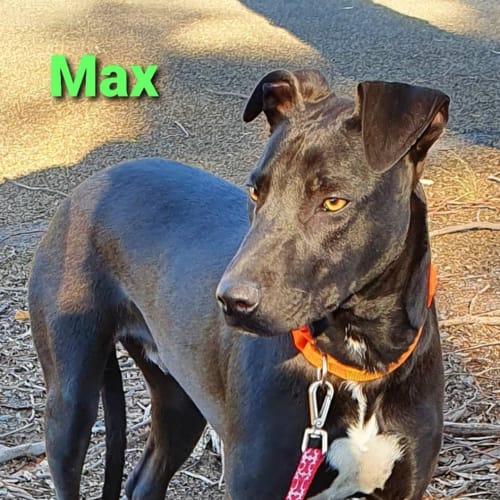 Max