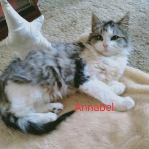 Annabel