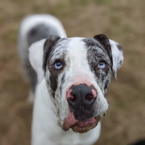 Bosco 