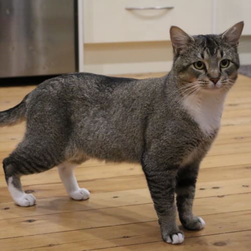 Chancey ~ Abyssinian x (on trial 17/07/2021)