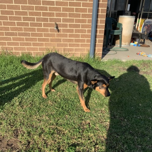 Archie