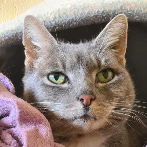Nicky (adoption Pending)