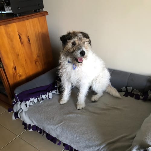 Sumo ~ 13yr Old JRT (On Trial 7/7/21)