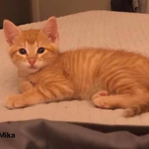  Mika