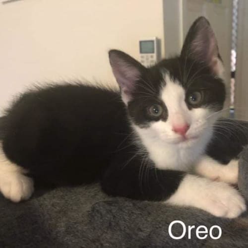 Oreo