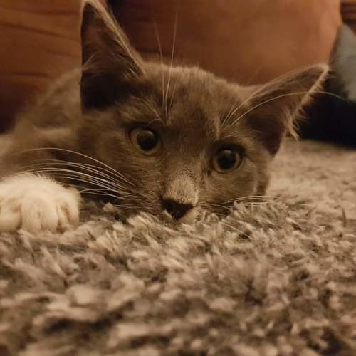 Marley