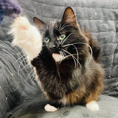 Pepe - located in Preston 