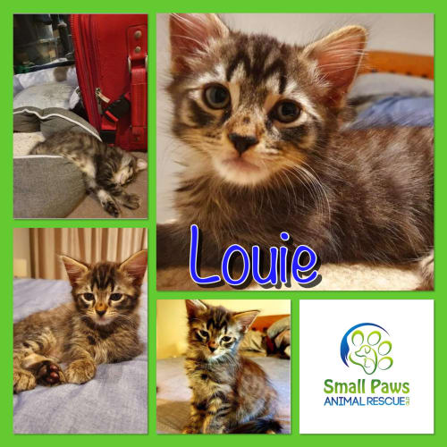 Louie