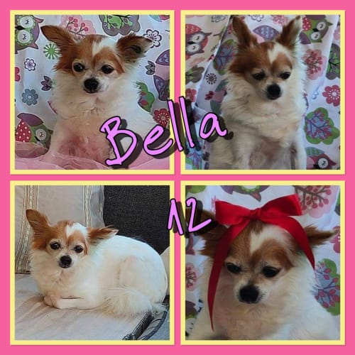 Bella