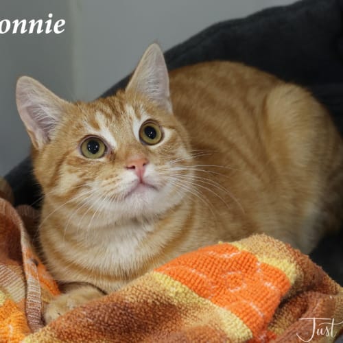 Ronnie