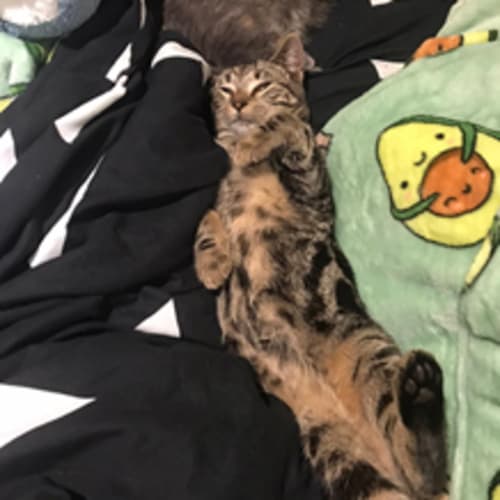 Betty - Located in Bundoora 