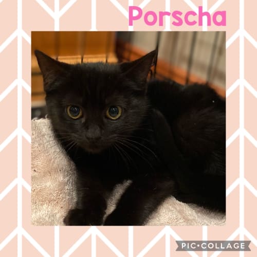 Porscha