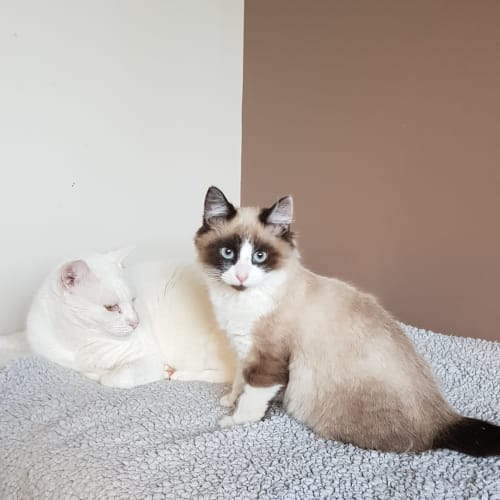 Meeko