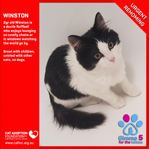 Winston