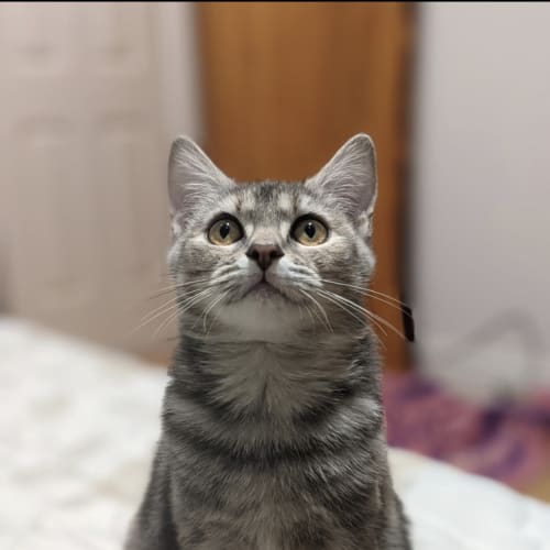 Maple