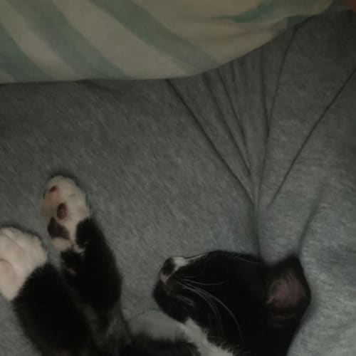 Bolt