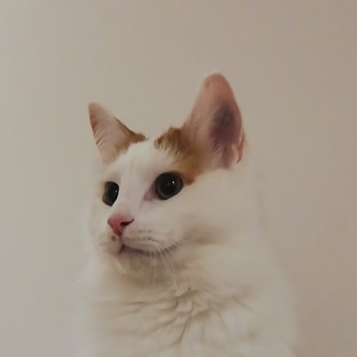 Toby