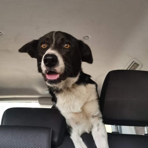 Joey ~ 3yr Old BC x(Rev apps 29/6/21)